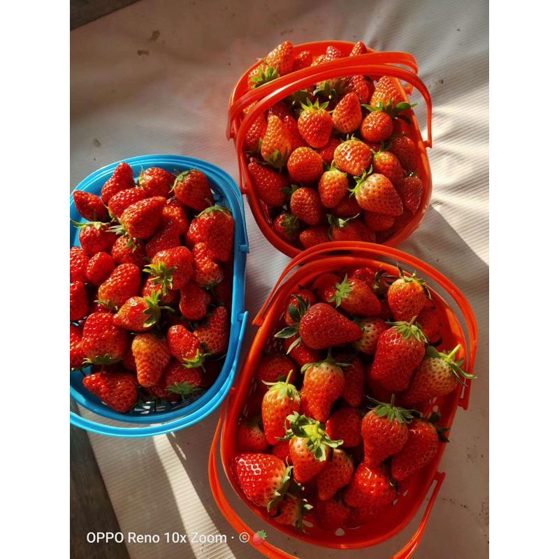7K1塑料采摘草莓篮子红色杨梅篮手提水果框子包装新料樱桃篮果盘