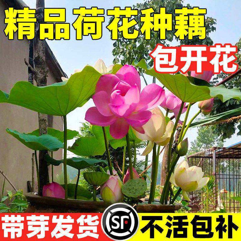荷花种藕盆栽观赏水养莲花缸栽莲藕根苗池塘碗莲睡莲花卉水生植物