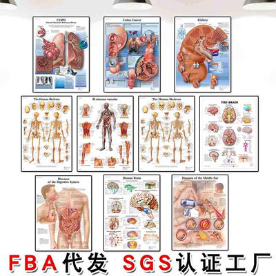 Spinal Column Chart Poster Human Anatomy Knee Joint Foot Pos