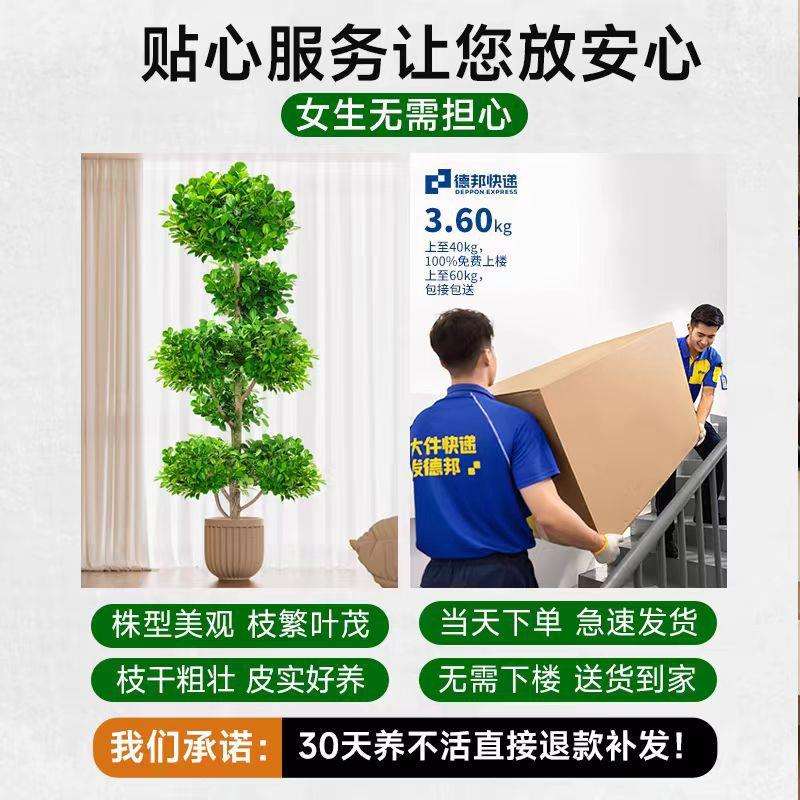 金钱榕大盆栽室内客厅大型绿植摇钱树发财树四季常青落地榕树植物