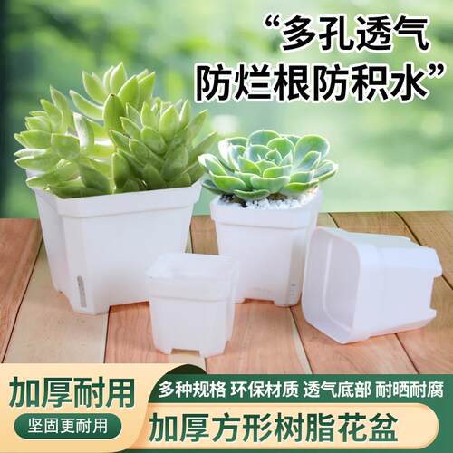 多肉花盆透气小白方加厚矮款磨砂塑料叶插苗育苗玉露景天塑料花盆