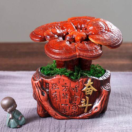 真灵芝盆栽灵芝盆景活体好养办公室摆件食用天然室内植物送礼物