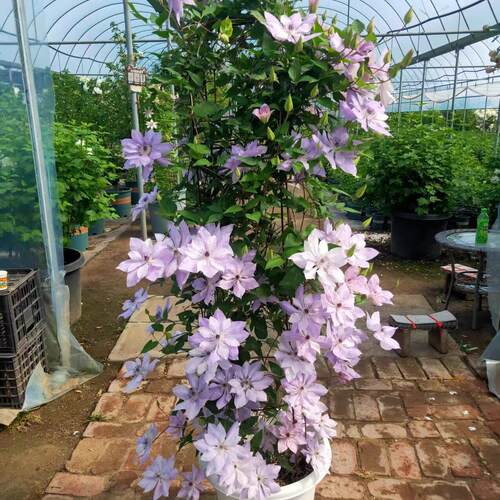 铁线莲大苗盆栽藤本爬藤花卉重瓣阳台庭院攀援四季植物带盆发货