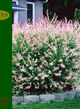 彩叶杞柳  花叶柳盆苗  彩叶灌木  耐寒耐热耐旱耐湿【鲁虹花卉】
