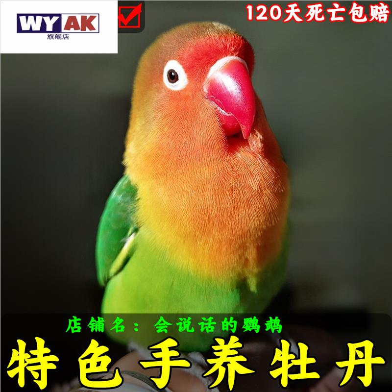 鹦鹉活鸟一公一母手养牡丹会说话幼鸟绿桃黄桃宠物小型好养紫罗兰图片