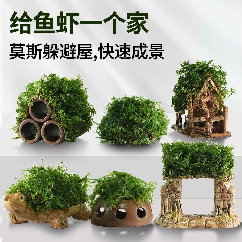 疯狂水草莫斯水草躲避屋鱼缸造景小摆件真植物小鱼小虾陶瓷躲避罐