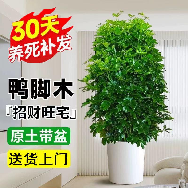 鸭脚木客厅大盆栽八方来财植物客厅办公室落地高级感大型室内好养