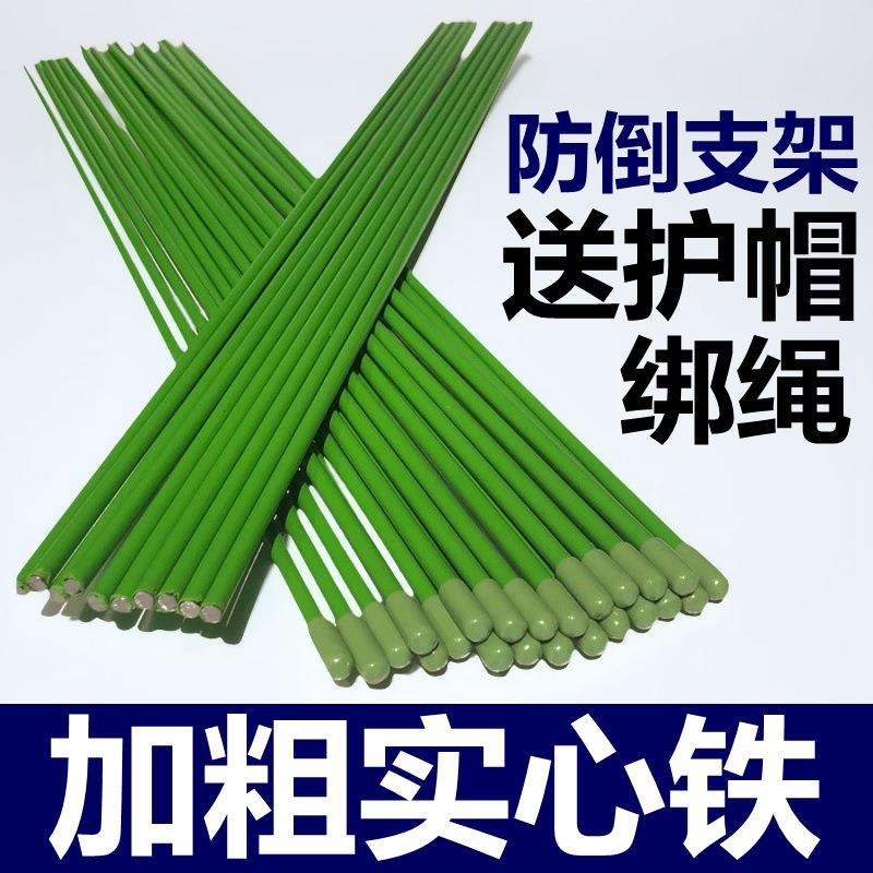 金钱树支撑杆植物固定花架爬藤架阳台花盆支架园艺花卉盆栽支撑架