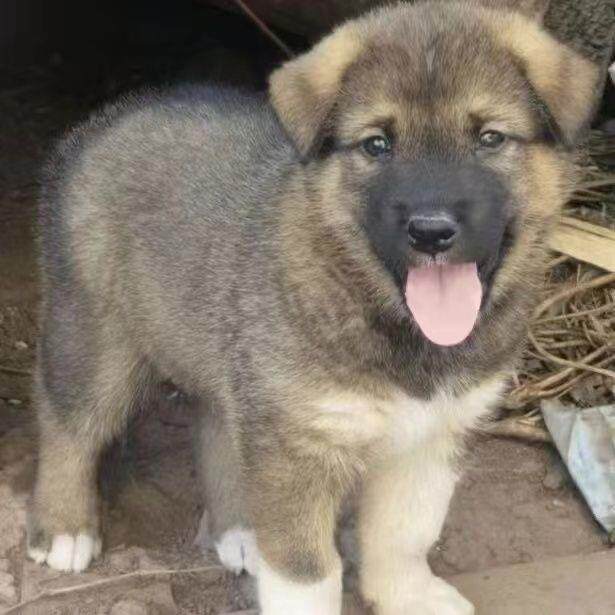 大黄狗中华田园犬纯土狗看家护院家狗黑狗黄狗花狗幼崽家养土狗狗