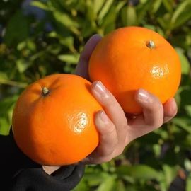 云南沃柑应季新鲜水果橘子整箱
