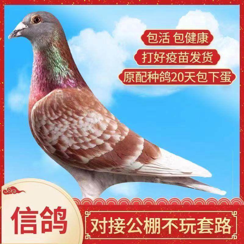 千公里赛鸽信鸽公棚鸽成年鸽血统鸽天落鸟活体一对军鸽观赏鸽手养