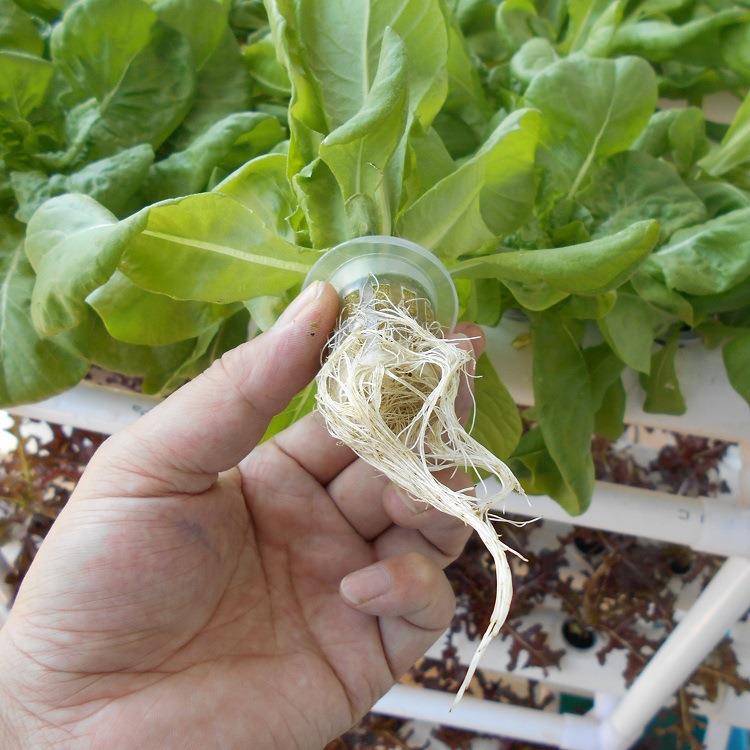 厂家管道式无土栽培设备家庭阳台种植机蔬菜水培水耕多层种菜机