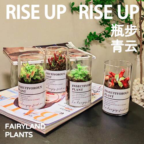 拯救焦虑桌面花园玻璃生态瓶微景观治愈系奇趣情绪植物30天包活