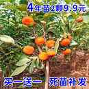 柿子树苗嫁接无核特大柿子日本甜脆柿南方北方种植果树苗当年结果