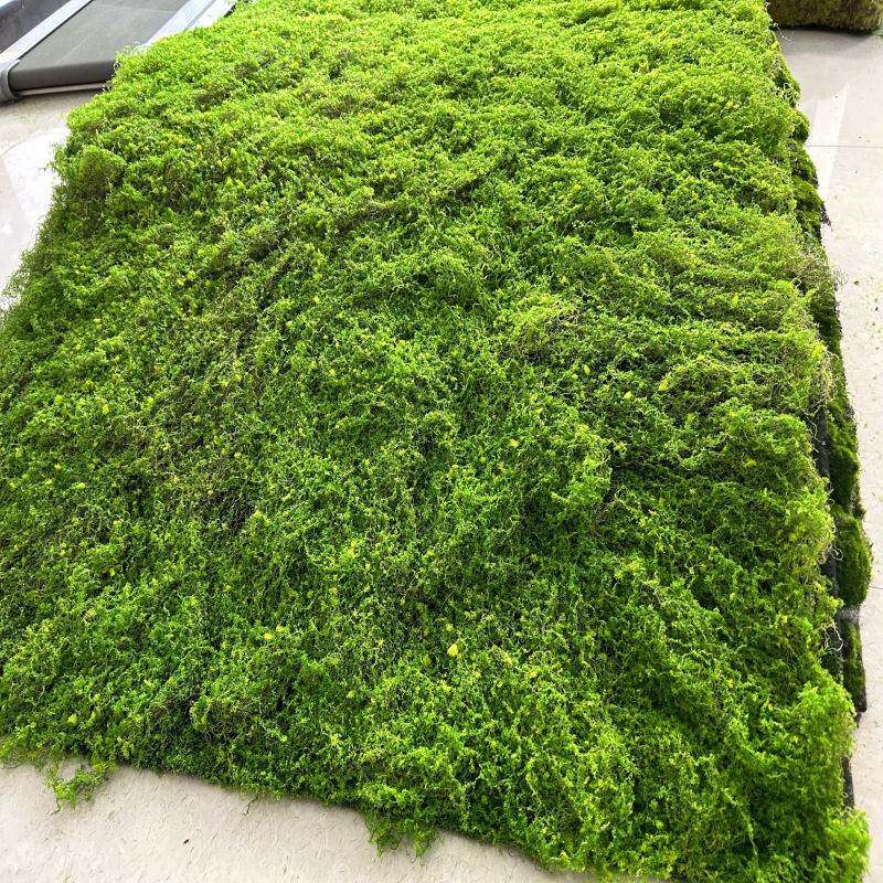 仿真绿植苔藓室内景观装饰草坪植物墙婚庆地毯草皮植物青苔盆景