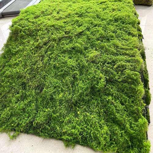仿真绿植苔藓室内景观装饰草坪植物墙婚庆地毯草皮植物青苔盆景