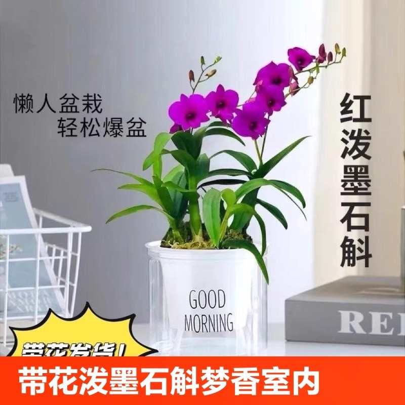 龙城国兰花场兰花苗红泼墨石斛室内盆栽花卉绿植净化空气水培植物