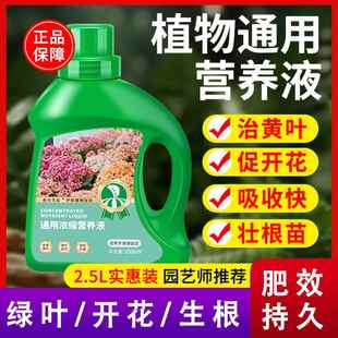 营养液植物通用型花肥发财树富贵竹绿萝水培绿植花卉盆栽养花肥料
