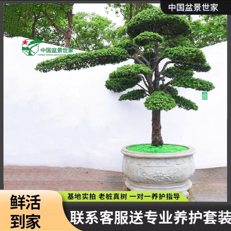 迎客松盆景大树老桩别墅室外门口真树园林庭院造景罗汉松树苗