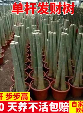 发财树三杆步步高客厅盆栽大棵大型单杆独杆单株原生树苗不含盆