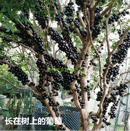 进口嘉宝果种子 树葡萄种子 名贵树种水果种子 南北方新种子