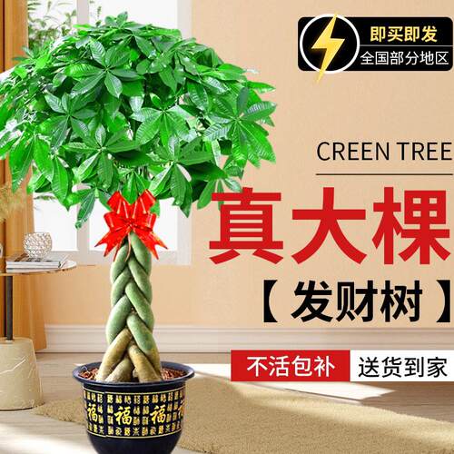 发财树盆栽室内大棵放客厅大型步步高招财树绿植物办公室开 业乔