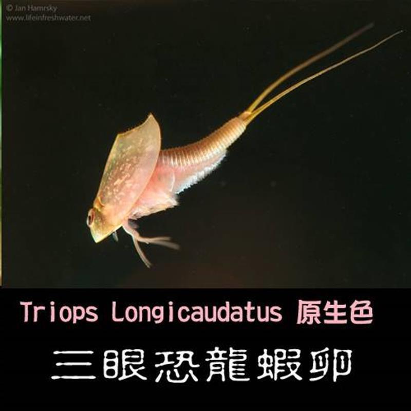 三眼恐龙虾卵(一份内约-粒卵)观赏虾