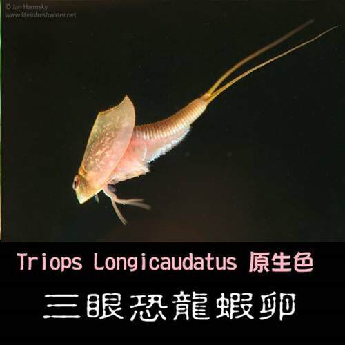 三眼恐龙虾卵(一份内约-粒卵)观赏虾