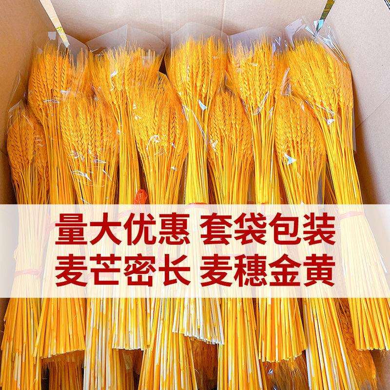 天然麦穗大麦穗开业大麦干花篮整箱