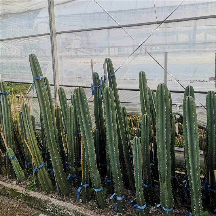 量天尺仙人柱无刺天轮柱 1-2米盆栽组合品种沙生植物景观工程实例,鲜花速递/花卉仿真/绿植园艺,多肉植物,淘宝优惠券,粉丝福利购,淘宝优惠卷