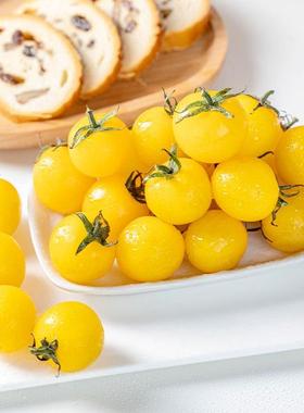 [西域小白]黄色爆汁小番茄3斤酸甜多汁果肉细腻陕西泾阳时令