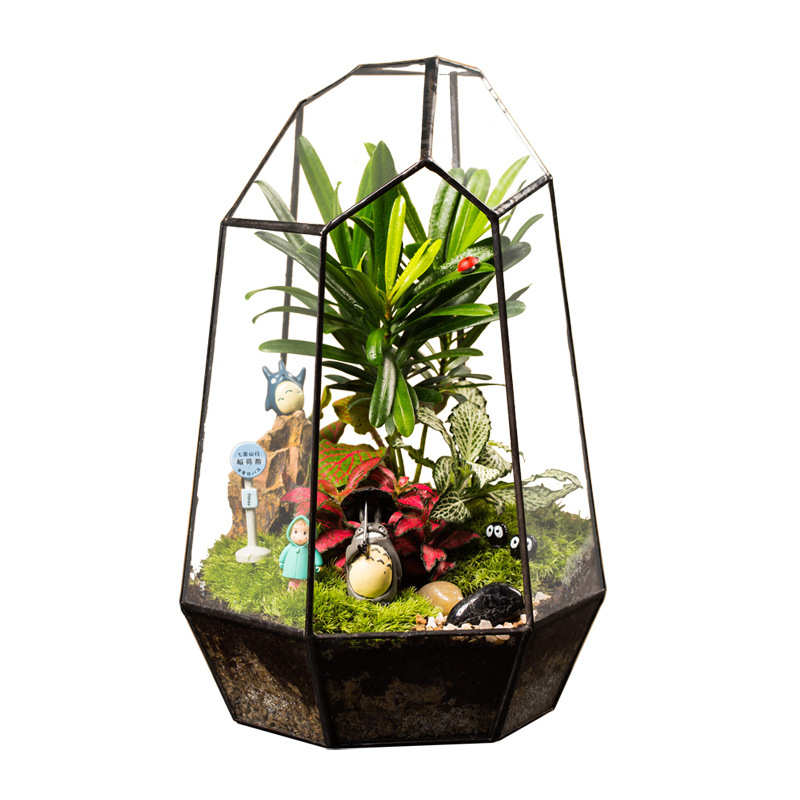 苔藓 玻璃花房 微景观生态瓶盆罩 创意礼品物植物批发 六面切割大