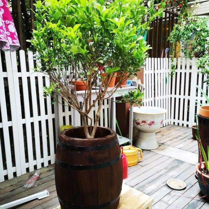 碳化防腐木制花桶花箱阳台种花户外绿植月季绿萝花盆室内多肉花盆