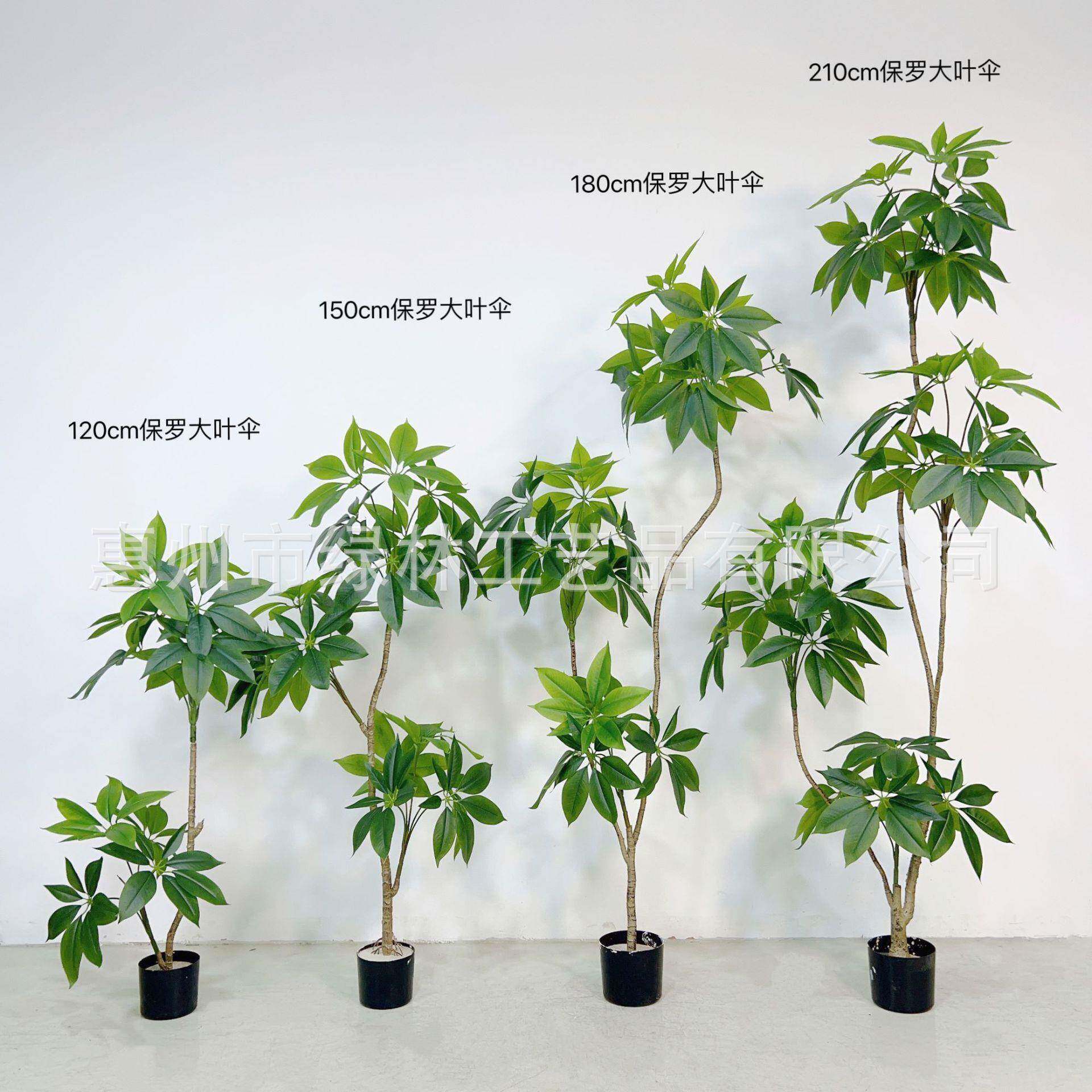 侘寂风绿植保罗大叶伞假树植物盆栽室内大型落地装饰摆件