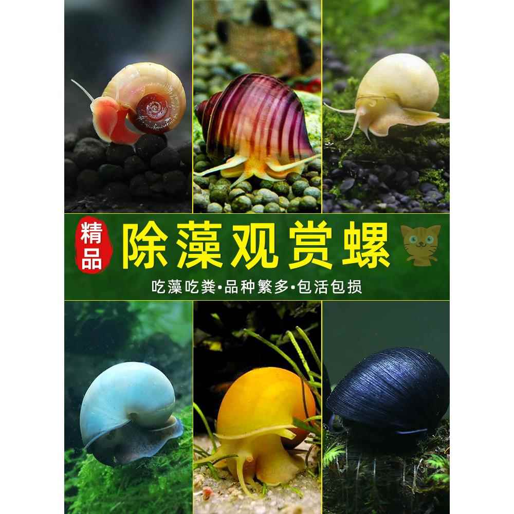 观赏螺淡水苹果螺冷水鱼缸除藻工具吃藻清缸清理小宠物黄金螺蜗牛