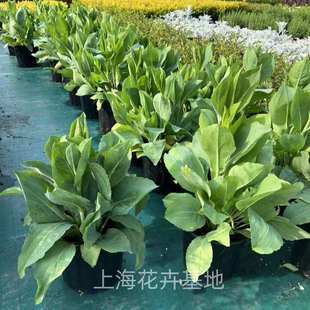 高杆蒲棒菊盆栽多年生耐寒耐热背景植物大花金光菊苗花镜植物地栽