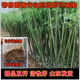 无刺蔷薇杆子带根树桩状月季嫁接砧木小棒棒糖日本竿子山木香杆子