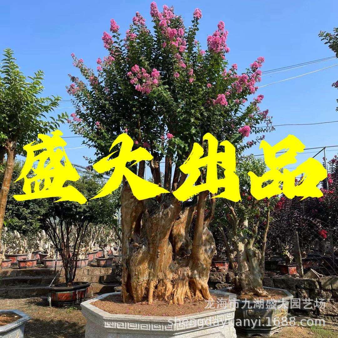福建紫薇桩占地桩紫薇古桩紫薇盆景紫薇桩景浙江紫薇树桩
