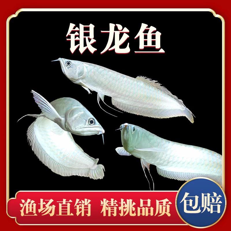 七彩银龙金龙黄红眼白子黄化龙鱼鹦鹉地图罗汉淡水热带大型观赏鱼