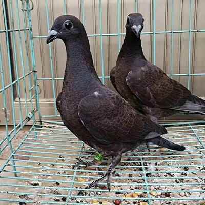 李鸟吴淞信鸽子活一对 带环老国血远程悍将能飞500公里比赛好品种