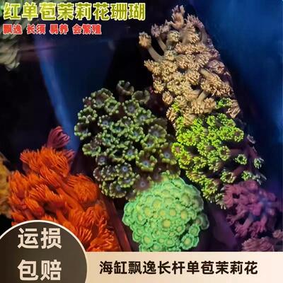 红单苞茉莉花宝石花正彩海水缸飘逸长杆软体lps人工基座珊瑚活物