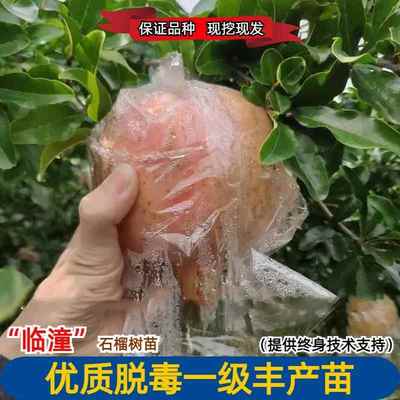 临潼软籽石榴树树苗南北方庭院耐寒高杆特大盆栽嫁接矮化当年结果