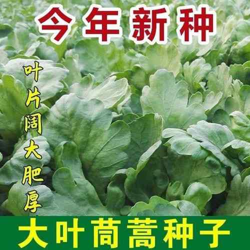 茼蒿种子高产春秋四季金品皇帝菜种子高产大叶茼蒿菜籽耐寒蔬菜种