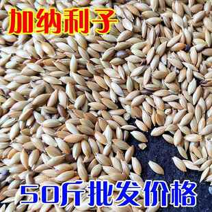 50斤加纳利子籽鹦鹉鸟食饲料白尖粟金丝雀芙蓉鹦鹉黄雀鸟粮油尖粟