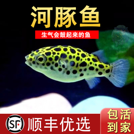 潜水艇会生气的鱼凶猛气泡，鱼活体巧克力，娃娃河豚鱼吃螺观赏鱼