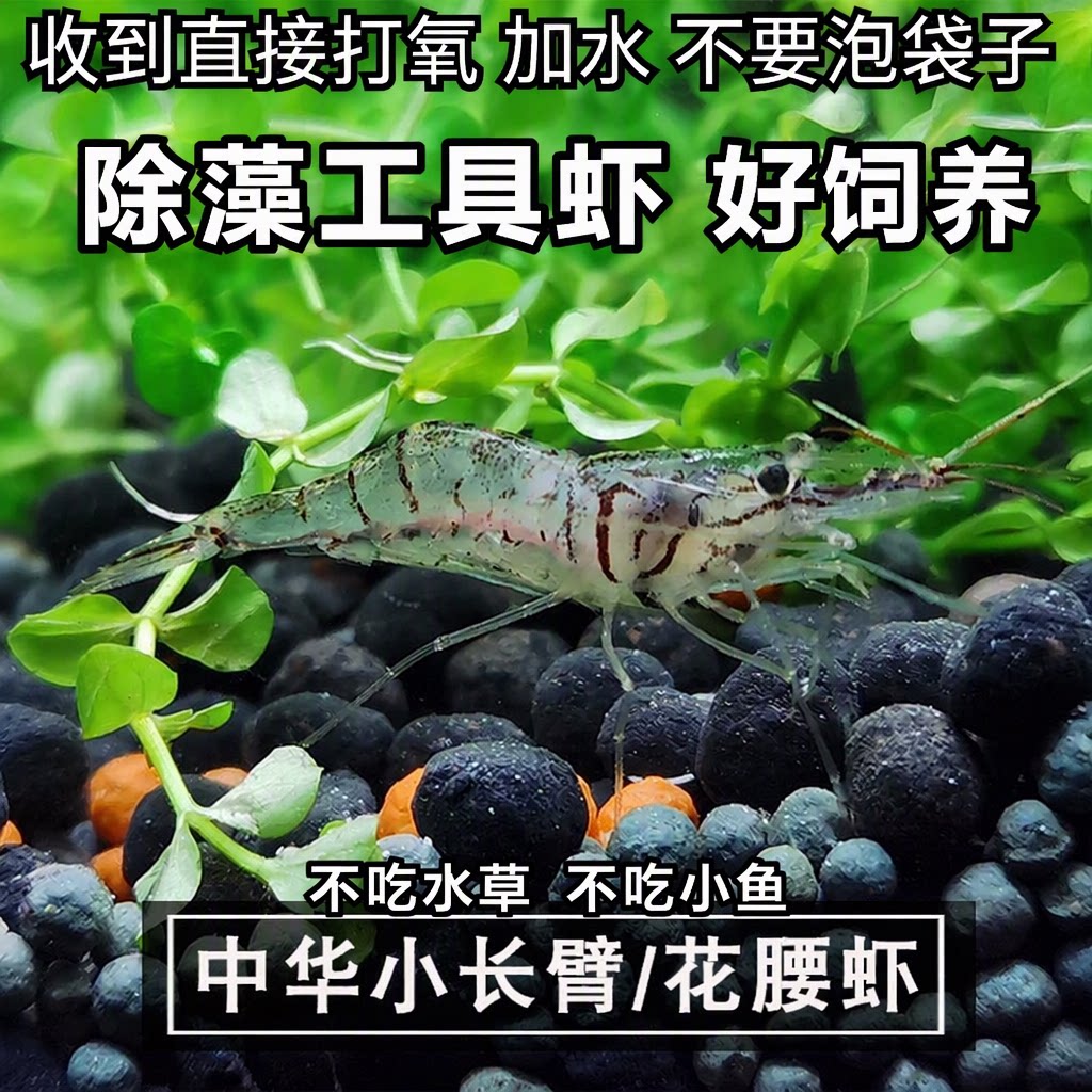 黑壳虾除藻虾花腰虾草缸清洁除藻工具虾观赏米虾活饲料虾淡水造景