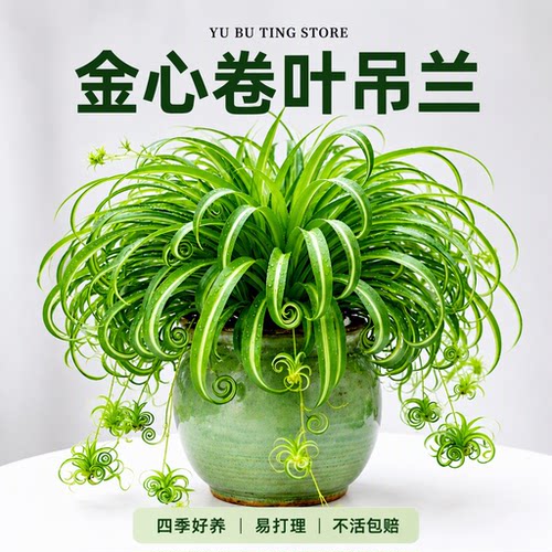 金心卷叶金边吊兰盆栽室内垂吊