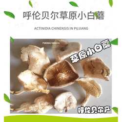 呼伦贝尔草原白蘑草地白蘑小白蘑白花脸蘑菇干货新品煲汤炖鸡
