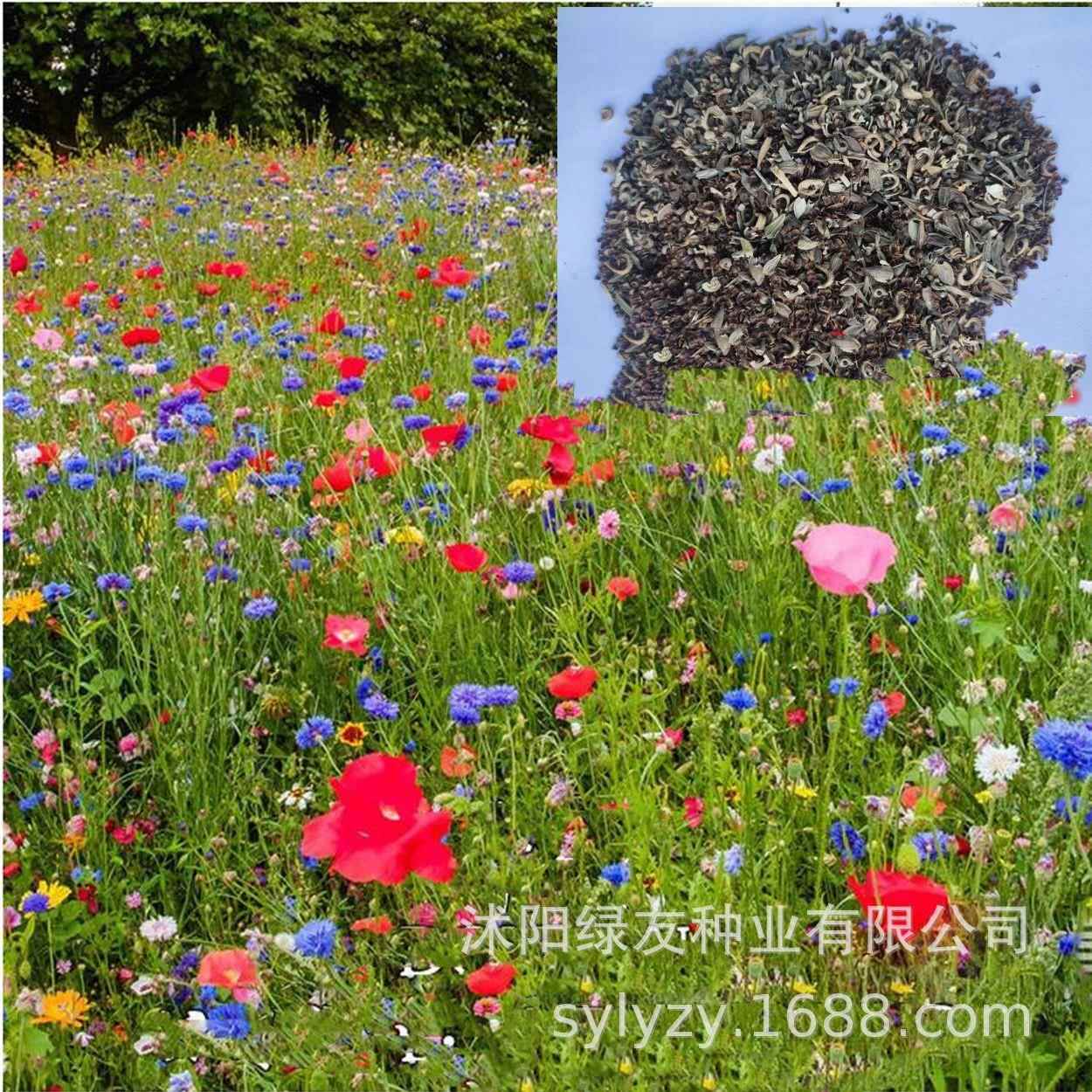 景观花海草籽 宿根多年生花海草籽 公园 小区 道路 护坡 等