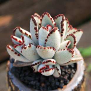 月兔耳多肉老桩大颗群生多肉植物稀有贵货 包邮